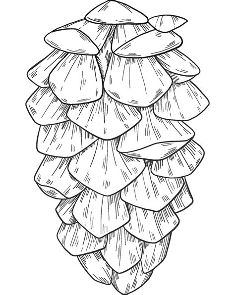 Pine Cone Coloring Page Colouringpages
