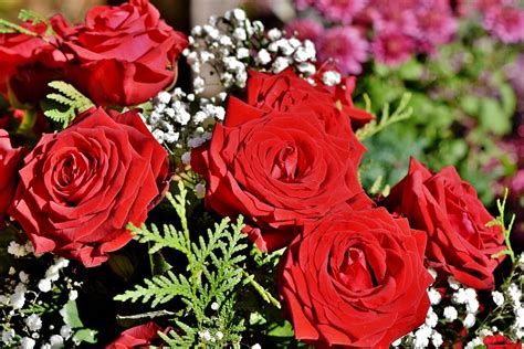 Rose Rosenstrauß Rosenblüte Kostenloses Foto Auf Pixabay Pixabay