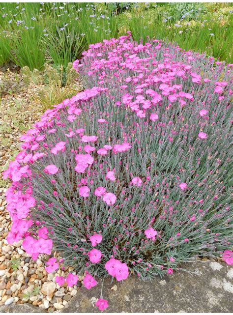 Alpine Plants Dianthus Bright Pink The Beth Chatto Gardens