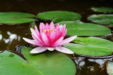 Lily Pad Flower High Quality Nature Stock Photos ~ Creative Market
