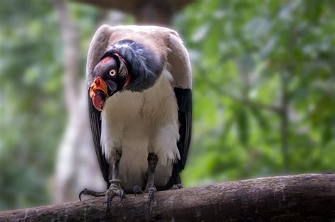 King Vulture Macaw Mountain