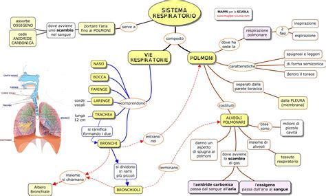 Dalle molecole ai sistemi integrati, è necessario un software speciale al momento. Mappe per la Scuola - SISTEMA RESPIRATORIO (con immagini ...