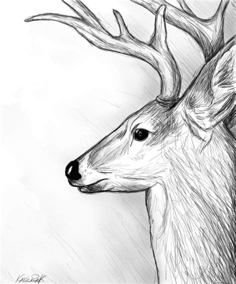 Deer Sketch By Katieraff On Deviantart