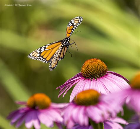 Wild Monarch Butterflies In Flight - Small Sensor Photography by Thomas 
