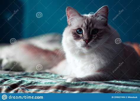 Furry White Cat With Big Blue Eyes Stock Photo Image Of Young Furry