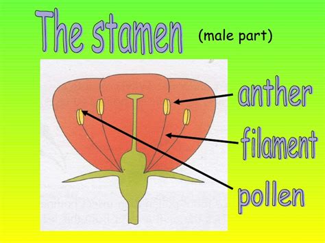 Thus the correct answer is option a. Diagram Of A Flower Female N Male Parts - Deepthroat Blowjob
