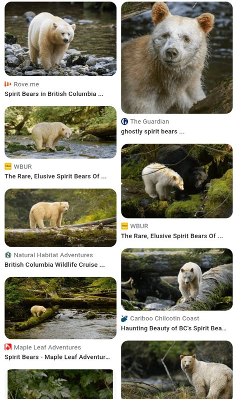 Spirit Bears A Special Forested Area Of British Columbia With An