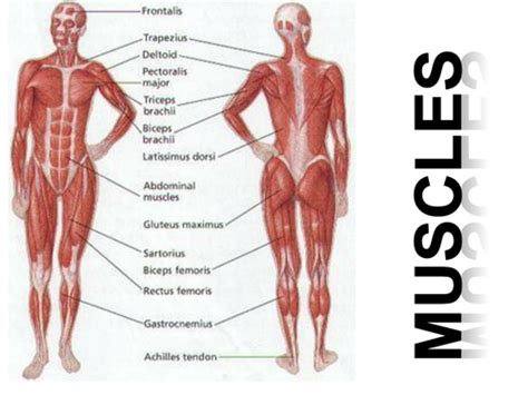 Labeled body muscle diagram simple labeled muscle diagram. Muscles and muscle action | Teaching Resources