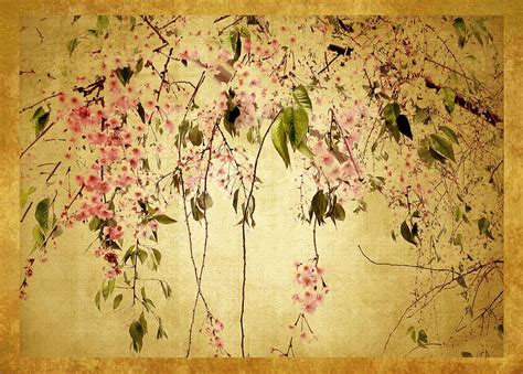 Cherry Blossom Photograph By Jessica Jenney Pixels