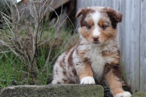 We are a small hobby breeder located in gates, north carolina. Artie - Red Merle Australian Shepherd - Puppies Online