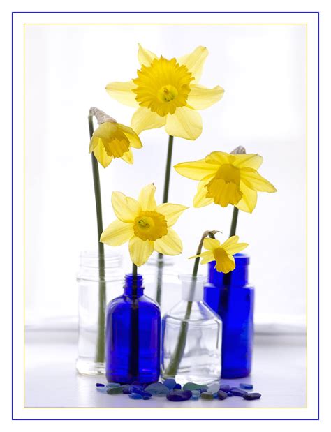 Spring Daffodils Still Life With Daffodils Patricia Ronan Flickr