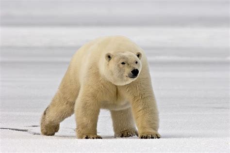 Polar Bear Walking On Newly Formed Pack Photograph By Steven Kazlowski