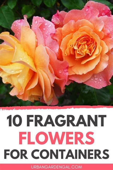 10 Fragrant Flowers For Pots In 2020 Container Flowers