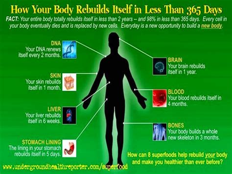 Hongwong Suratsvadii How Your Body Rebuilds Itself In Less Than 365 Days