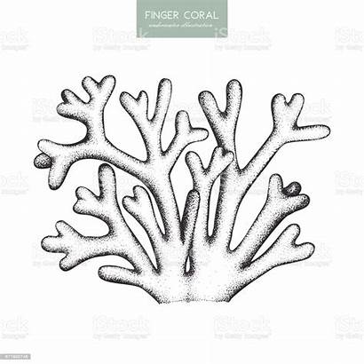 Coral Sketch Finger Hand Drawing Drawn Vector