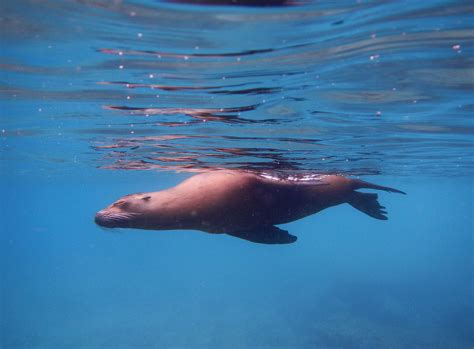 Swimming Galapagos Sea Lion Betty Sederquist Photography