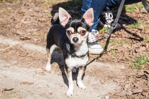 Portrait Of A Chihuahua Adult Dog Stock Photo Image Of Mini