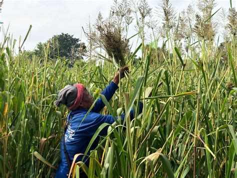 Seed-harvesting-October-2020-11- – Ubon Forage Seeds