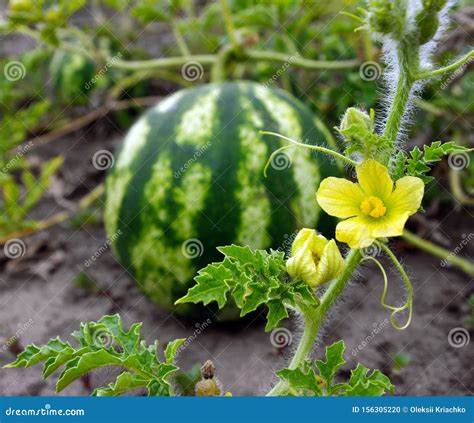 2671 Watermelon Flowers Stock Photos Free And Royalty Free Stock