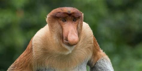 Top 10 Most Weirdest Monkeys Of All Time 2023 Worlds Top Insider