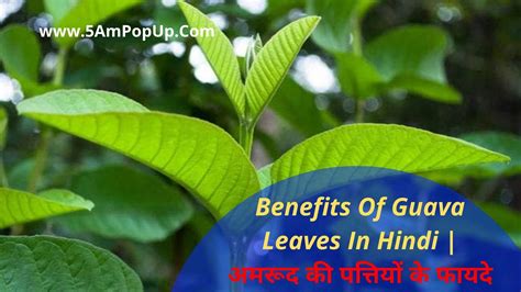 Guava leaves contain many different polyphenolic compounds and other antioxidants, such as flavonoids, tannins, and saponins, as well as. Benefits Of Guava Leaves In Hindi | अमरूद की पत्तियों के फायदे