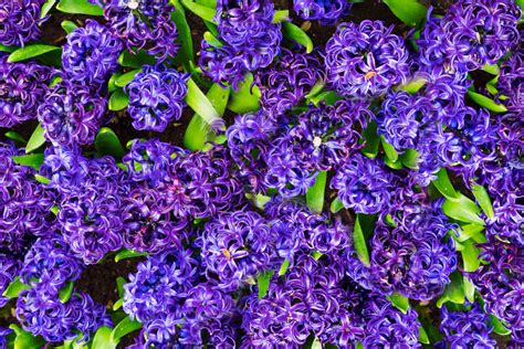 How To Grow And Care For Hyacinth