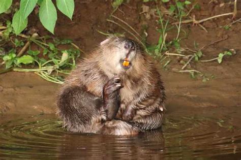 Wild Beavers Have Been Given Legal Right To Remain In England