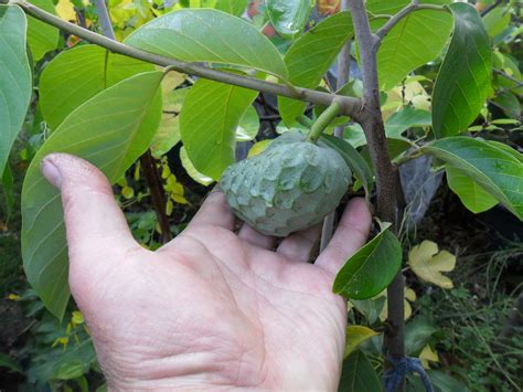 A tropical american tree having. Forum: Cherimoya - Fino De Jete Seeds