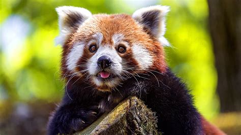 Red Panda Wallpapers 63 Images