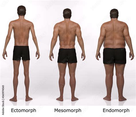 3d Rendering Standing Male Body Type Illustration Ectomorph Skinny