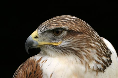 Free Images Wing Wildlife Beak Hawk Fauna Raptor Bird Of Prey