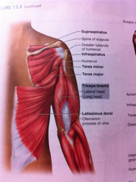 Muscle anatomy of the rhomboid major and rhomboid minor includes origin, insertion, action, innervation and vascular supply. 2. Deep Muscles of Shoulder at Temple University - StudyBlue