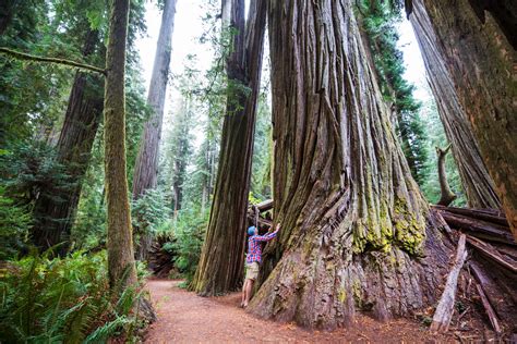 Take A Stroll Through Oregon S Gorgeous Giant Redwood Trees