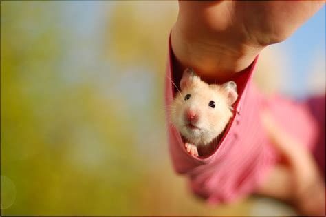 Cute Hamster Wallpaper ·① WallpaperTag