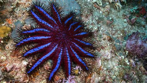 Some Starfish Have Up To 40 Arms Plus 10 Other Starfish Facts