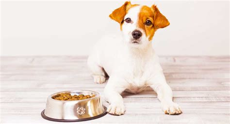 Any time you decide to change your dog's food, you should transition to the. Is My Dog Just a Picky Eater? How Do I Get My Dog To Eat ...