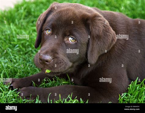 A Chocolate Labrador Puppy Stock Photo Alamy