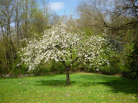Free Images Apple Nature Branch Blossom Meadow Flower Spring