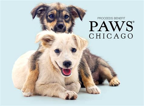 Vetnique Partners With The Mutt Dog And Paws Chicago To Support Homeless