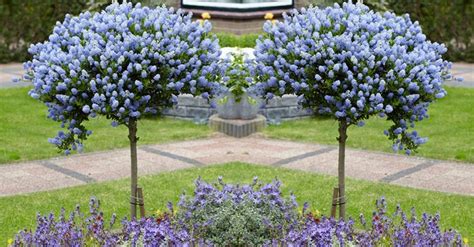 Hardy Ceanothus Standard Californian Lilac in 2020 | Lilac tree