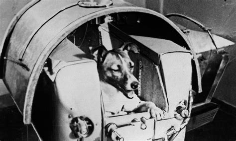 Laika El Primer Perro En Ser Enviado Al Espacio Exterior Sin Retorno