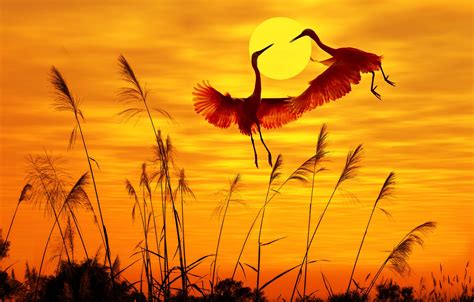 Sunset Wallpaper Birds Flying Vlrengbr