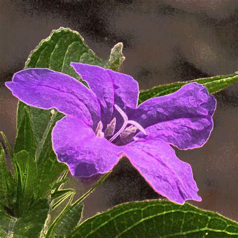 Purple Wildflower Edged Photograph By Deb Henman Fine Art America