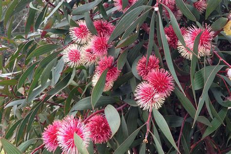 Hakea Laurina — Adam Robinson Design Australian Native Plants
