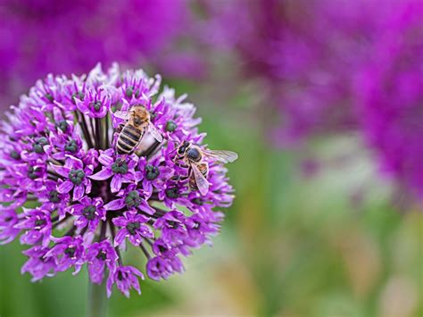 Growing Alliums Information On Allium Care