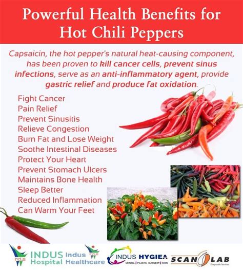 Powerful Health Benefits For Hot Chili Peppers Stuffed Peppers