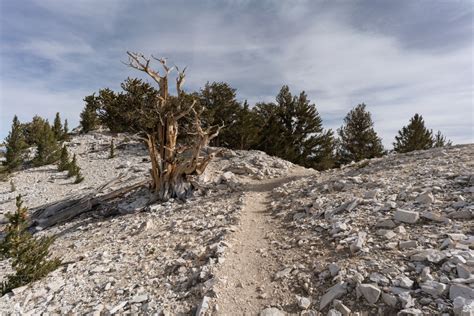 Hiking Around Patriarch Grove In The Ancient Bristlecone Pine Forest
