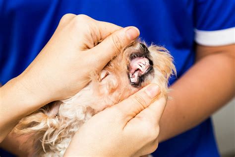 What Does A Dog Cyst Feel Like Unveiling Canine Skin Abnormalities