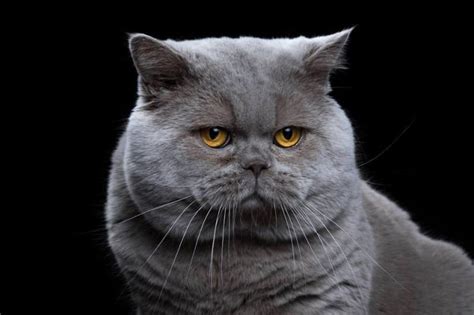 Here Are All The Cat Breeds You Never Knew Existed Cat Breeds