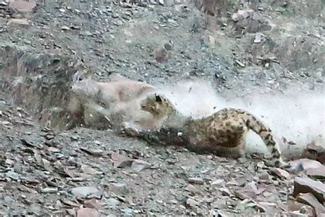 stunning pictures show for the first time the ultra rare snow leopard killing its prey nature